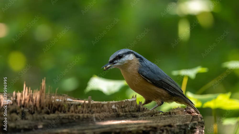 Obraz premium Kleiber, bird, natur, tier, wild lebende tiere, wild, blau, ast, schnabel, baum, bunt, green, robin, bird, kleiber, feather