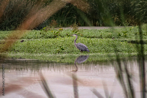 Heron in the wild 