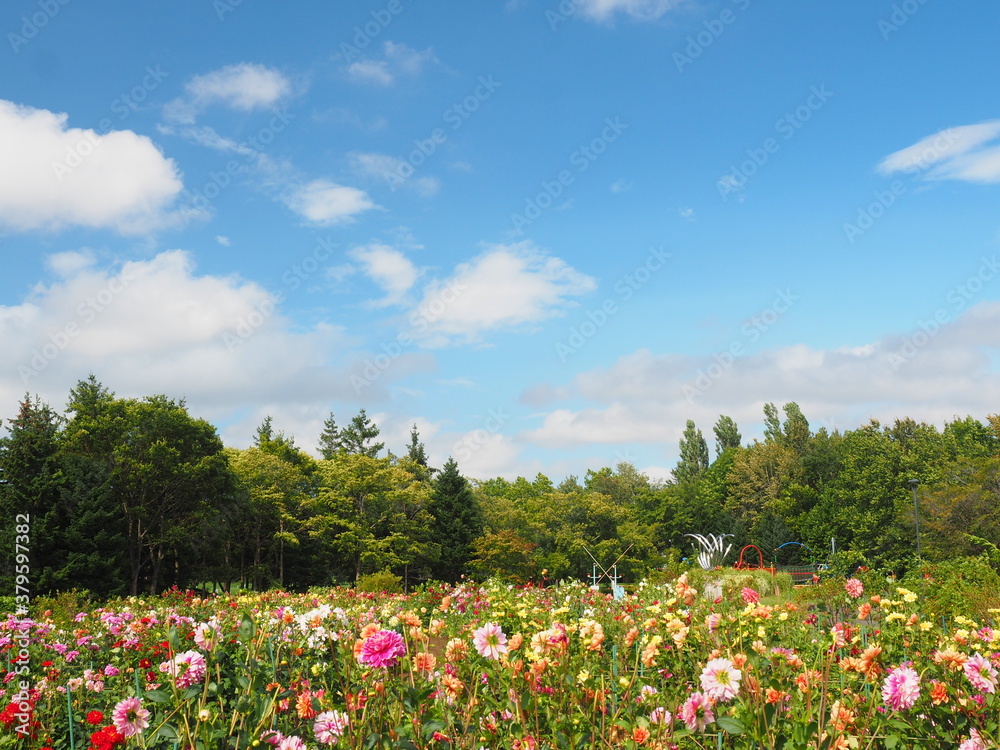 北海道の風景 百合が原公園のダリア畑