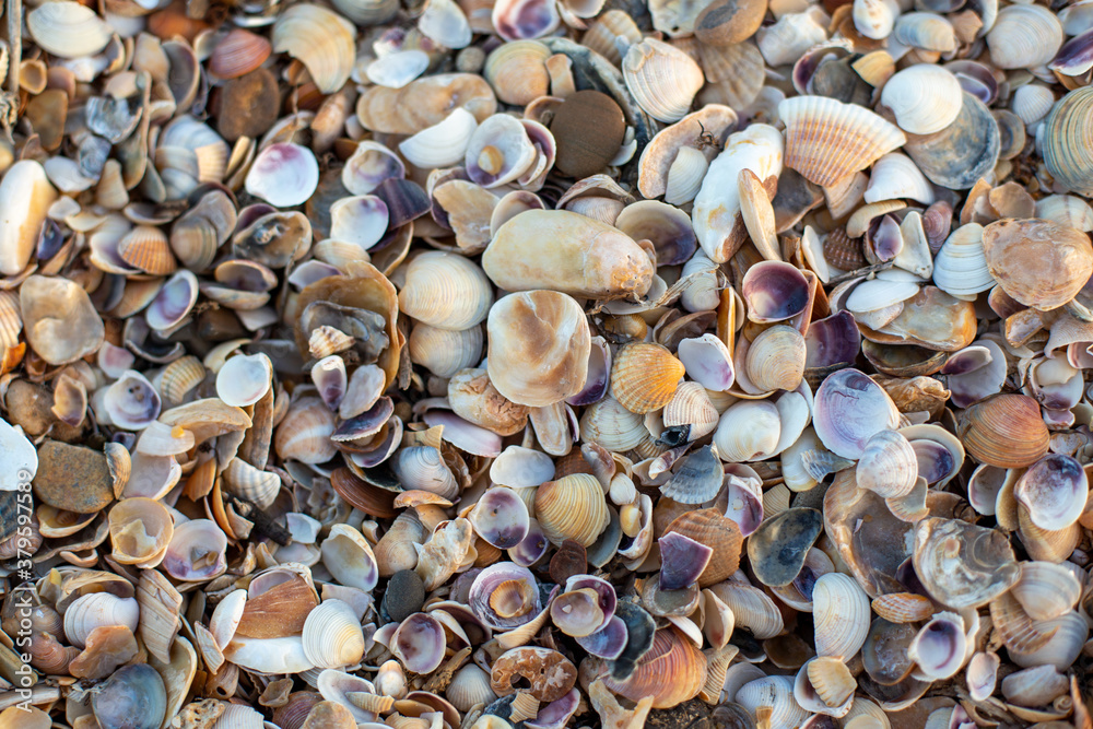 many seashells on the shore