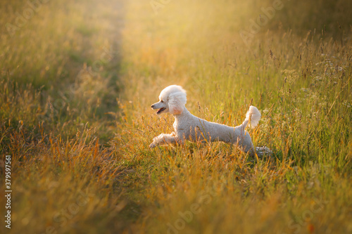 small white poodle on the grass.