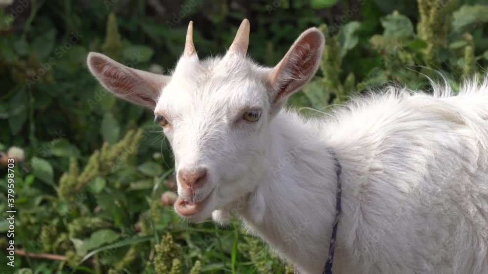 Portrait of a little white goatling on a farm Portrait of a little white goatling on a farm