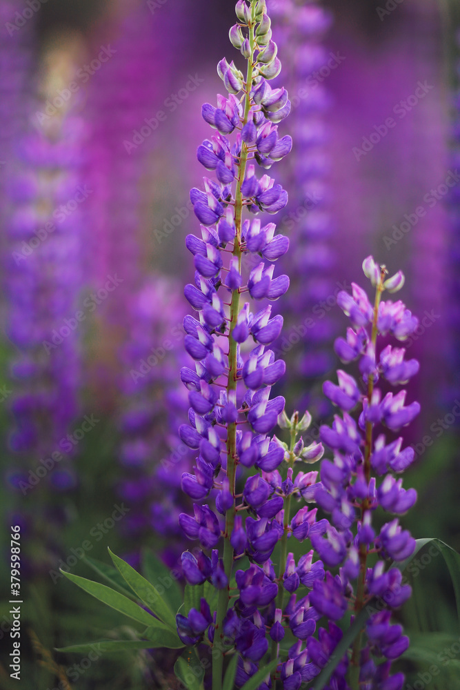 Field of lupins flowers purple and green Field of lupins flowers purple and green
