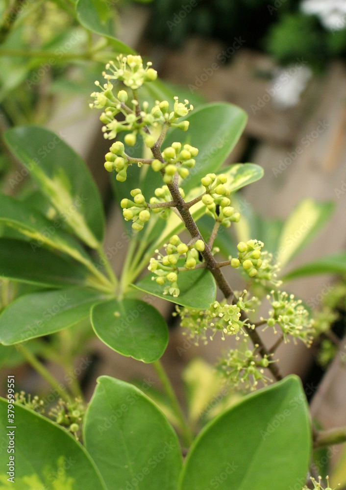 Fototapeta premium rarely, but the Schefflera blooms