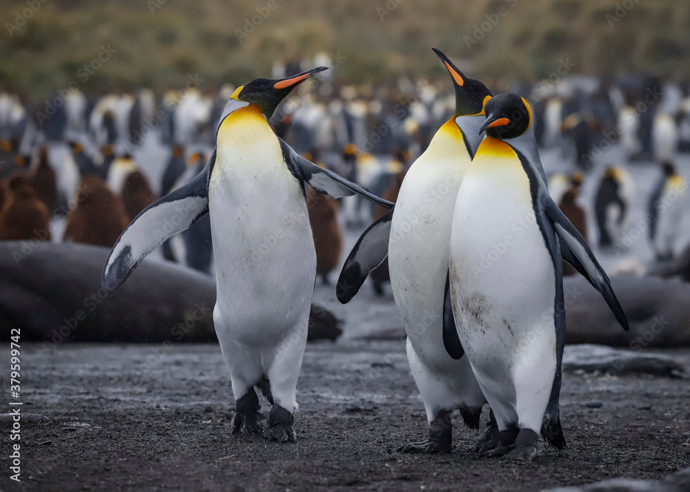 Obraz premium A Trio of King Penguins, South Georgia.