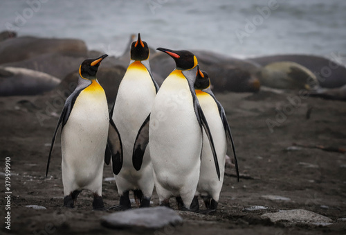 Group of King Penguins on the beach among Seals  South Georgia.