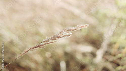 reed layer. Golden reed grass in the fall in the sun. Abstract natural background. Beautiful pattern with neutral colors. Minimal, stylish, trend concept © ganusik1304
