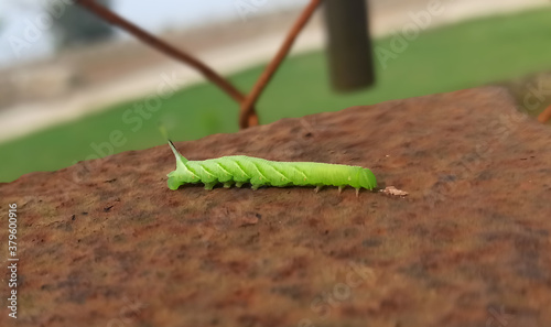 green caterpillar , insect , beauty of nature .