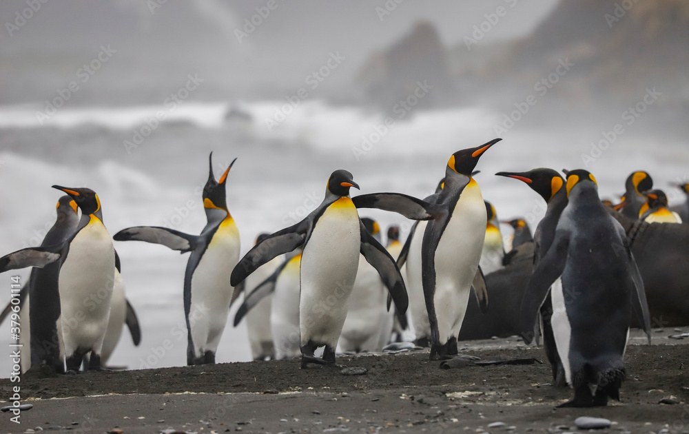Obraz premium King Penguins on the beach, South Georgia.