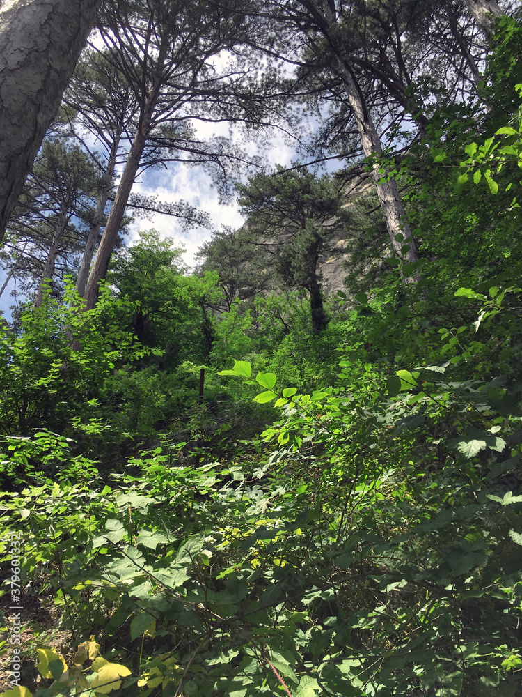 Forest on mount AI-Petri, Crimea Forest on mount AI-Petri, Crimea