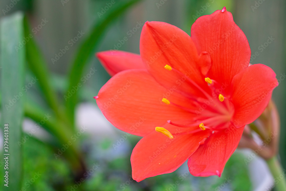 One Bright red beautiful flower with stamens and bud of indoor plant Vallota on defocused leaves and background. Horizontal with copy space. Botanical companion.