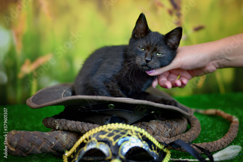 Black cat sitting on a green background with a hat and a whip photo