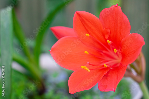 One Bright red beautiful flower with stamens and bud of indoor plant Vallota on defocused leaves and background. Horizontal with copy space. Botanical companion. © Татьяна Андрианова