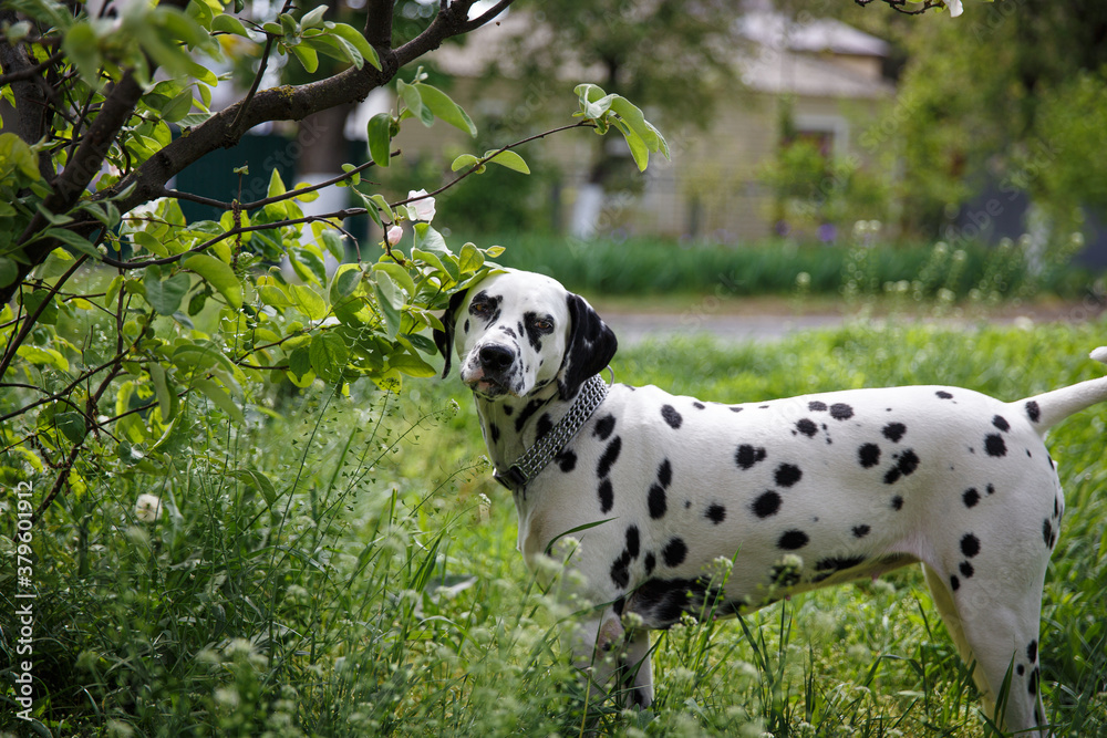 a dog of the Dolmatin breed walks in the park