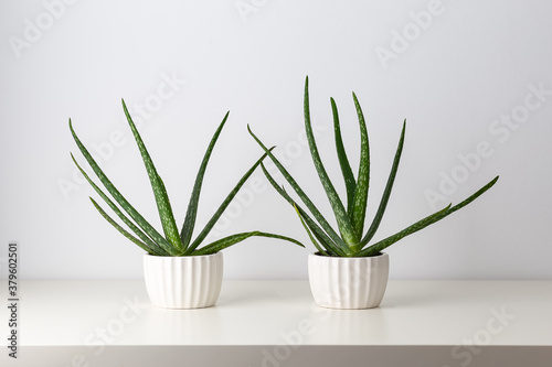 Aloe in white pots on a white background. Minimal. Houseplant