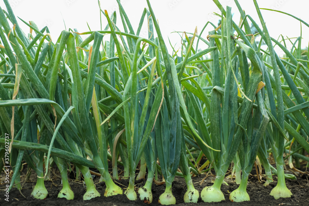 Obraz premium Many green onions growing in field. Harvest season