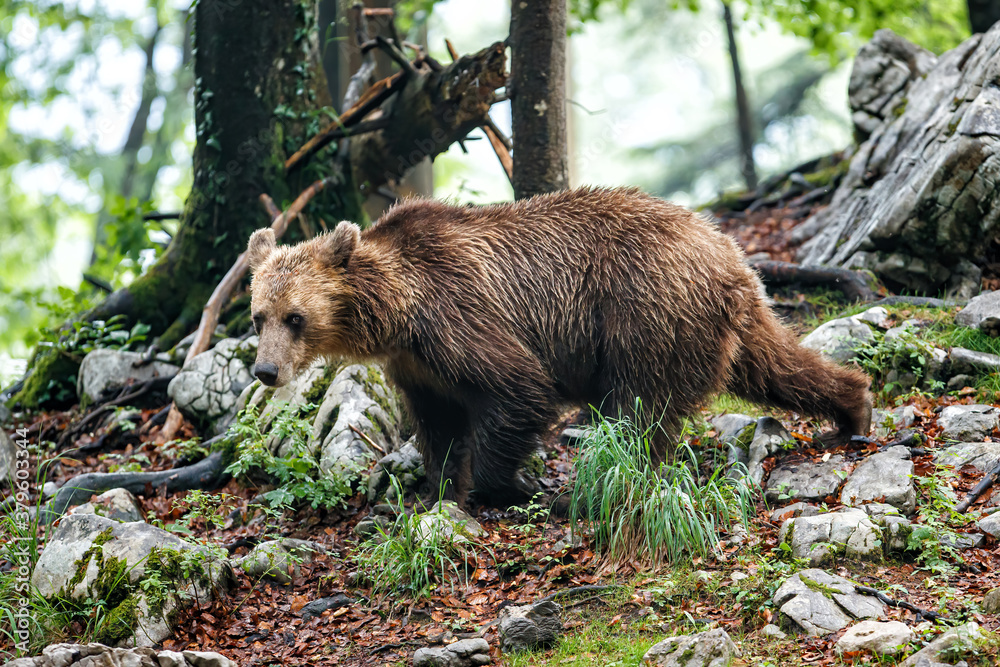 Wild brown bear walking and searching for food in the forest and mountains of the Notranjska region in Slovenia Wild brown bear walking and searching for food in the forest and mountains of the Notranjska region in Slovenia