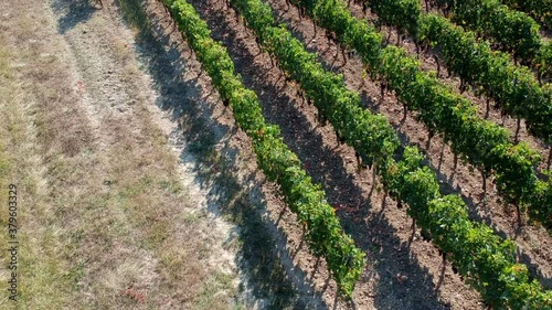Survol vignoble & reveal.
A drone flight over the vineyard. nature, work, season.