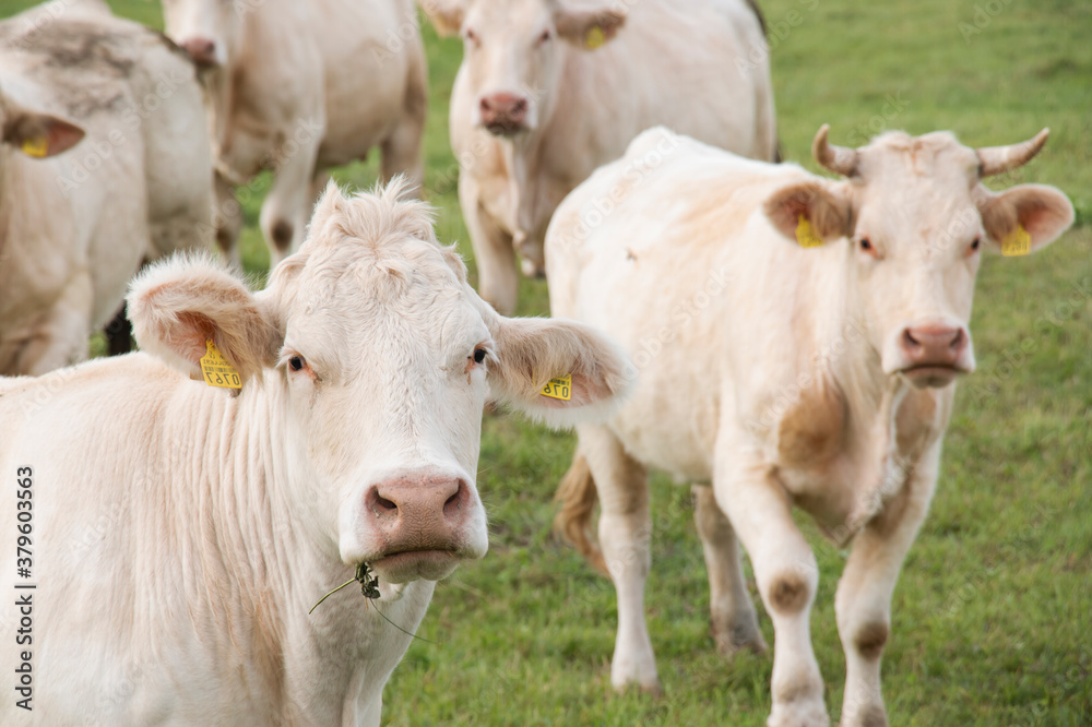 a herd of white copper cows graze in a green meadow, agriculture concept, a cow looks at the camera with grass in her mouth