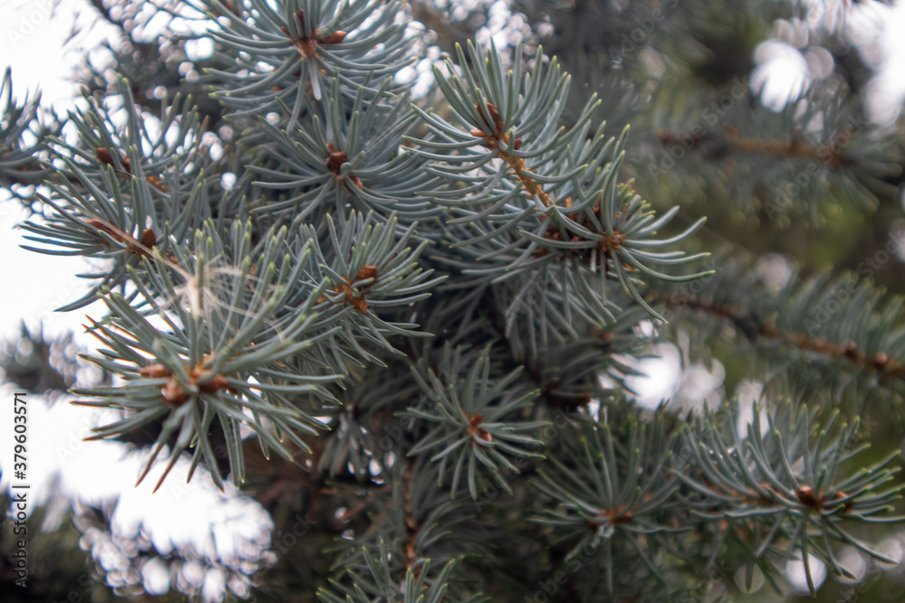 Closeup of nature Christmas fir tree branch