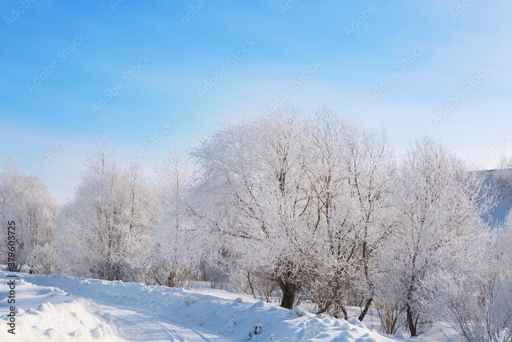 Frozen trees and branches . Beautiful white winter Frozen trees and branches . Beautiful white winter