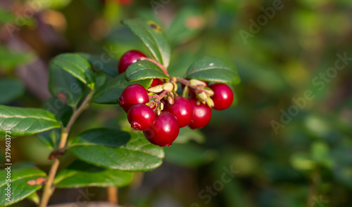 ripe red berries with vitamins lingonberries in moss, in the forest in autumn eco natural