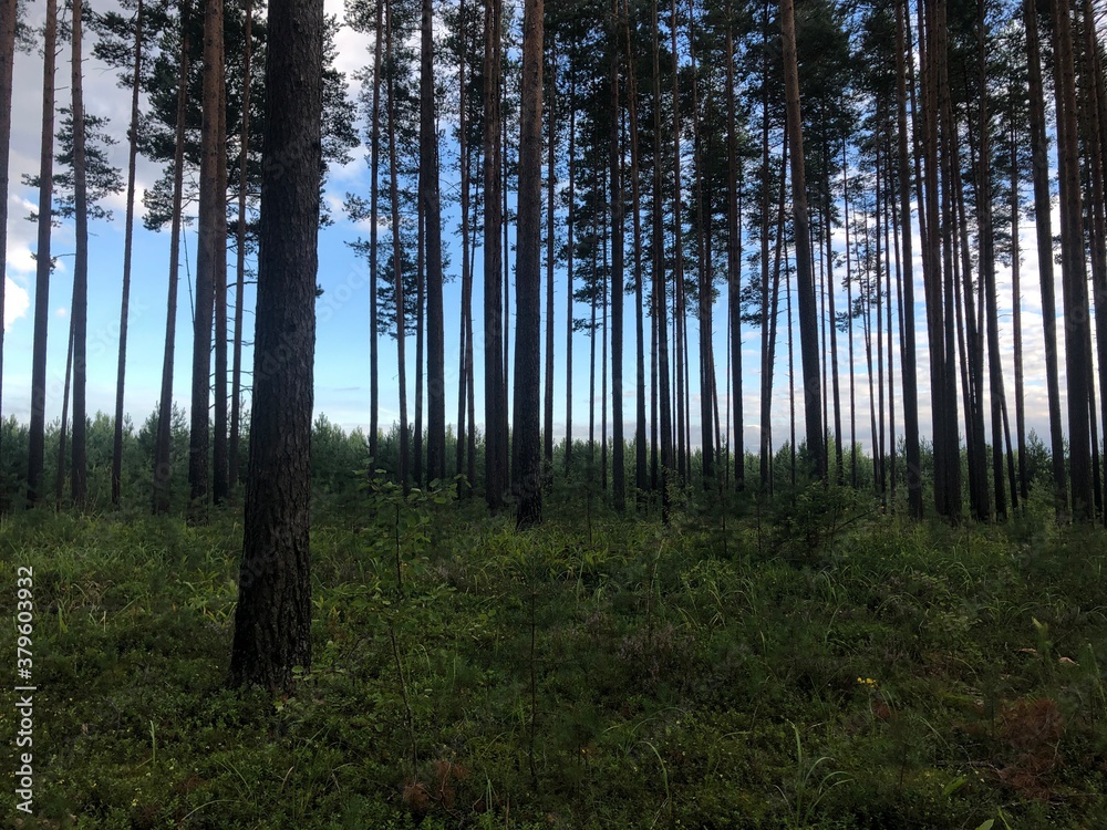 Fototapeta premium morning in the forest