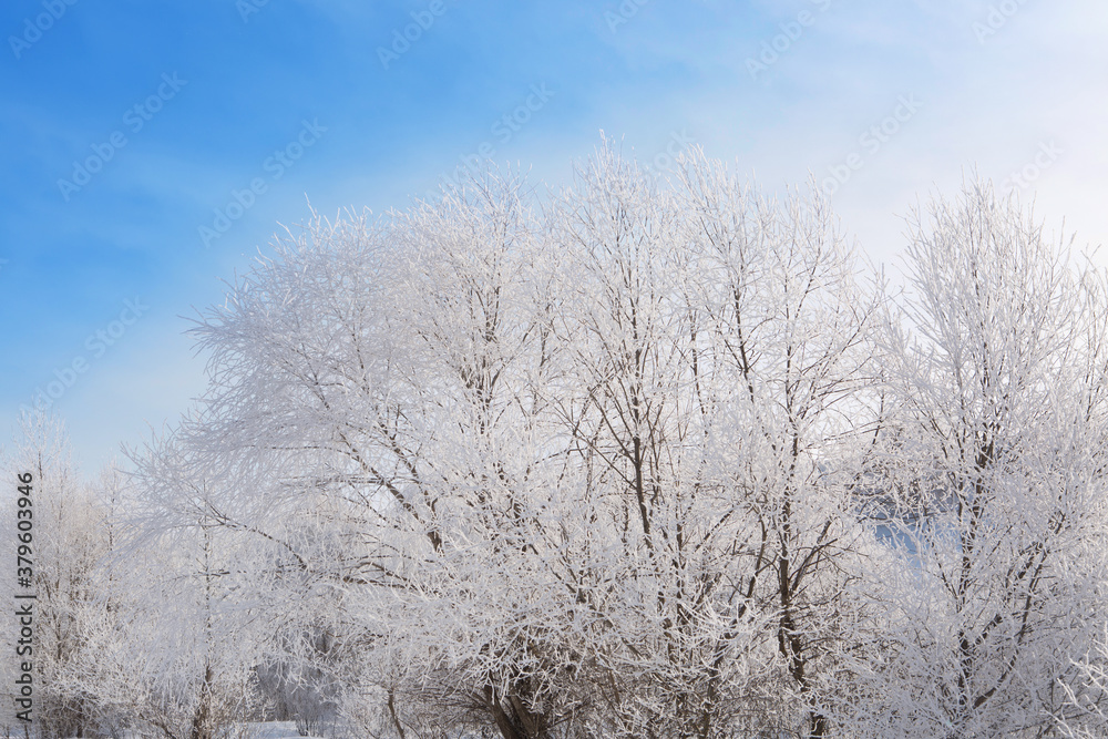 Frozen trees and branches . Beautiful white winter Frozen trees and branches . Beautiful white winter