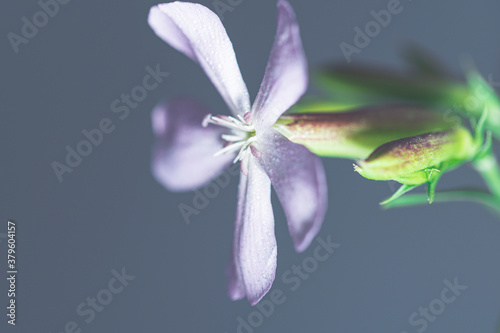 macro photography of flowers, plants and bamboo with water drops