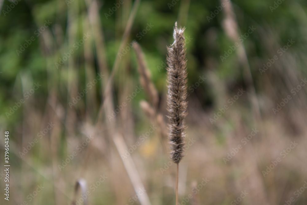 The grass in the park. Soft background