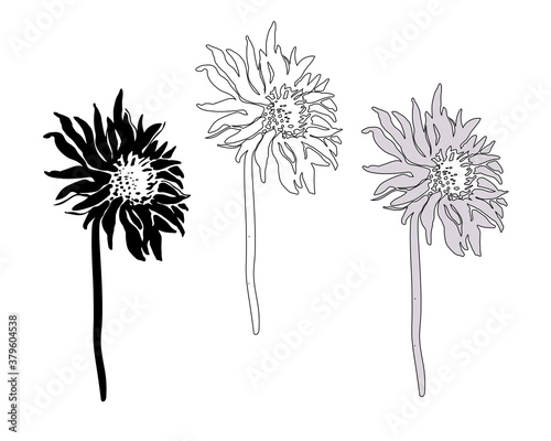 Set of flowers and stems of Chrysanthemum isolated on white. Vector freehand sketch. Monochrome hand drawn element for floral design  created hand made greeting card  poster  package.