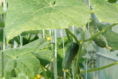 Fresh ripe cucumbers growing in greenhouse.
