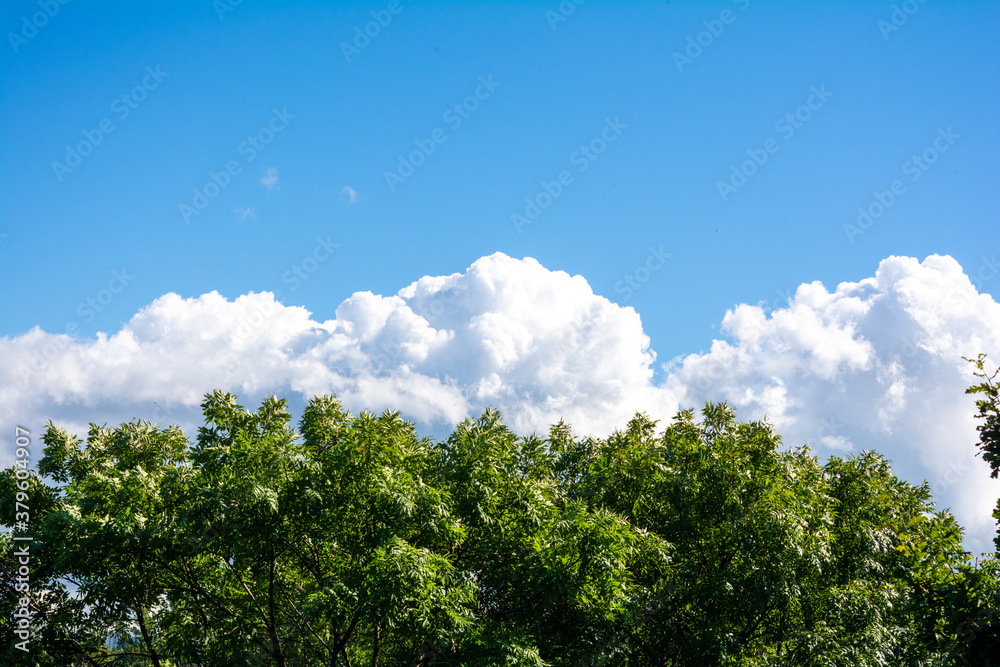 Top of green tree, beautiful blue sky, white clouds on horizon with copy space