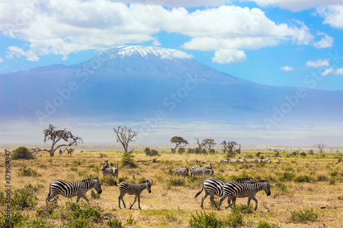 Zebras graze at the foot of Kilimanjaro