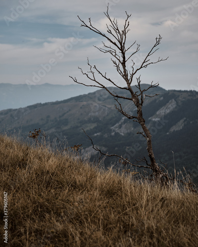 lonely tree on the top of the mountain in autumn