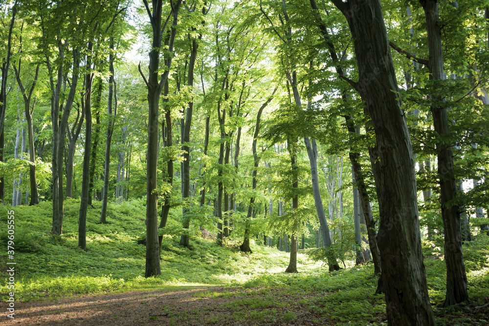 Green forest