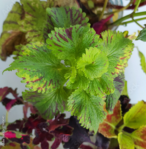 Coleus plant bouquet. Slices, cuttings in water. Rooting of coleus. Autumn leaves. Vegetative varietal coleus plants. Coleus variety - Kingswood Karnival photo