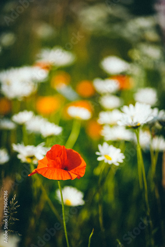 Mohn-Schönheit