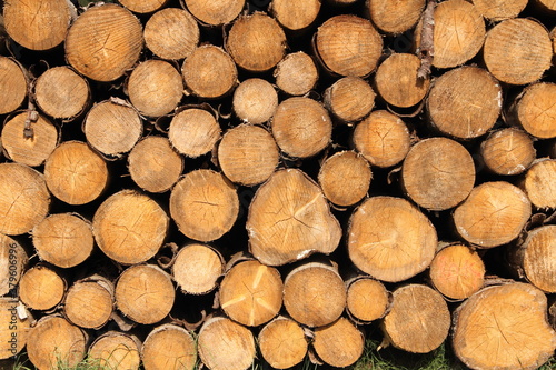 a freshly felled wooden pile in the forest