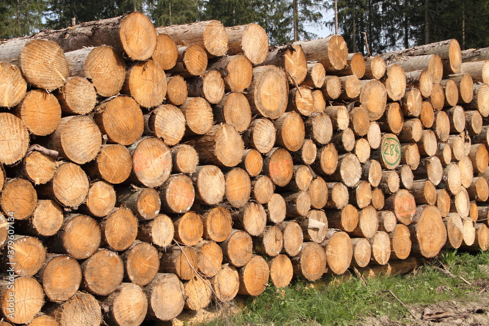 a freshly felled wooden pile in the forest a freshly felled wooden pile in the forest