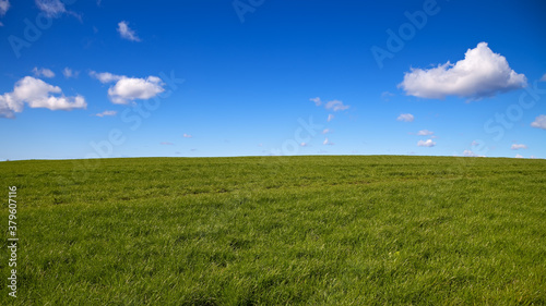 green grass and blue sky