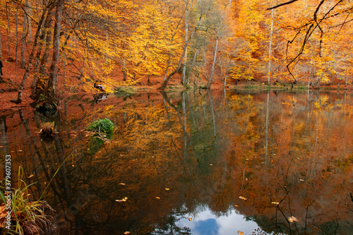 Autumn colors. Colorful fallen leaves in the lake. Magnificent landscape. Natonial Park. Photo taken on 10th November 2018 Yedigoller. Bolu, Istanbul, Turkey.