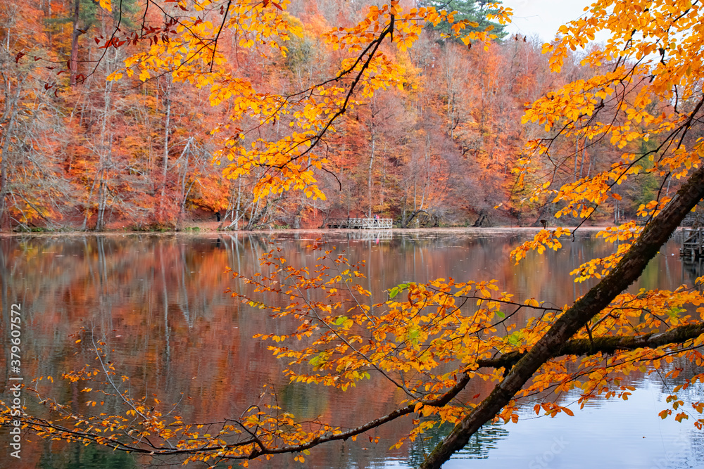 Obraz premium Autumn colors. Colorful fallen leaves in the lake. Magnificent landscape. Natonial Park. Photo taken on 10th November 2018 Yedigoller. Bolu, Istanbul, Turkey.
