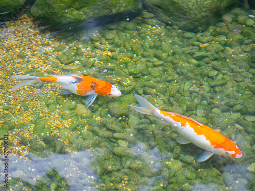 Colorful decorative koi fish or fancy carp float in pond