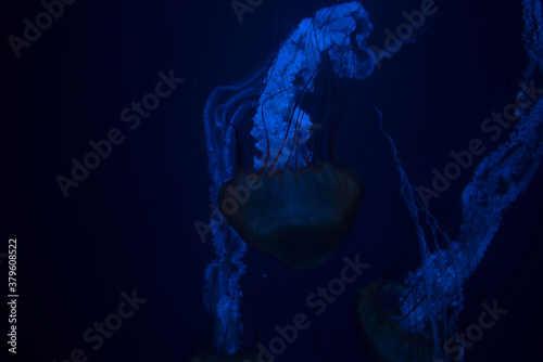 Jellyfish floating in the aquarium photo