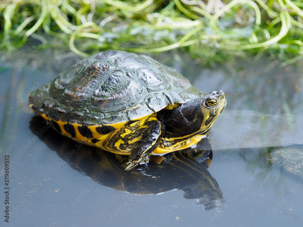 Obraz premium Yellow-bellied slider, Trachemys scripta scripta