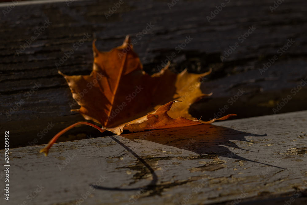 yellow maple leaf close up on a wooden surface on the outside in autumn yellow maple leaf close up on a wooden surface on the outside in autumn