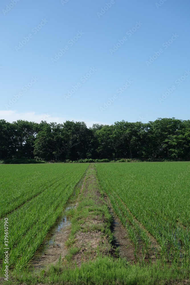 Obraz premium 夏の田んぼの風景