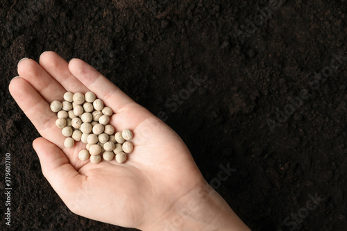 Woman holding pile of peas over soil, top view with space for text. Vegetable seeds planting