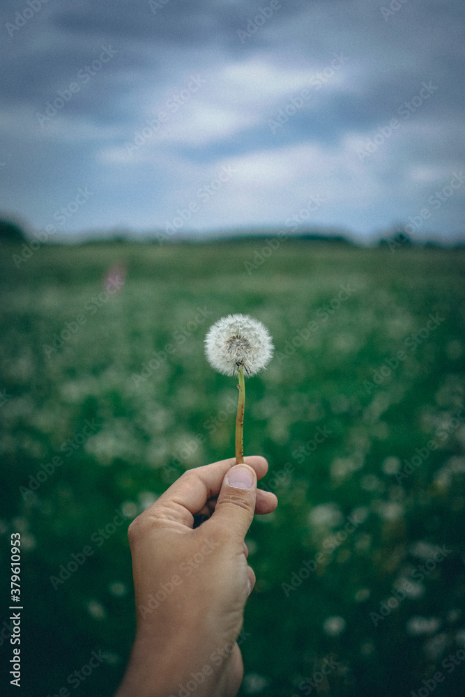 Fototapeta premium Pusteblume